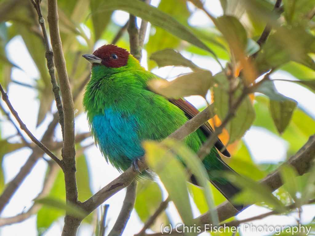 Rufous-winged Tanager, Celeste Mountain Lodge, Bijagua, Costa Rica