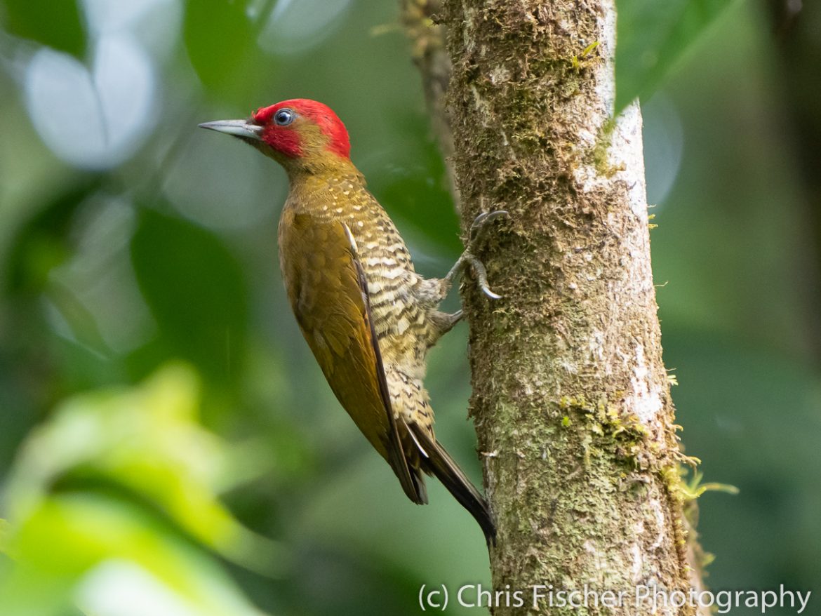 Rufous-winged Woodpecker, Entrance road to La Selva Biological Station, Sarapiquí, Costa Rica