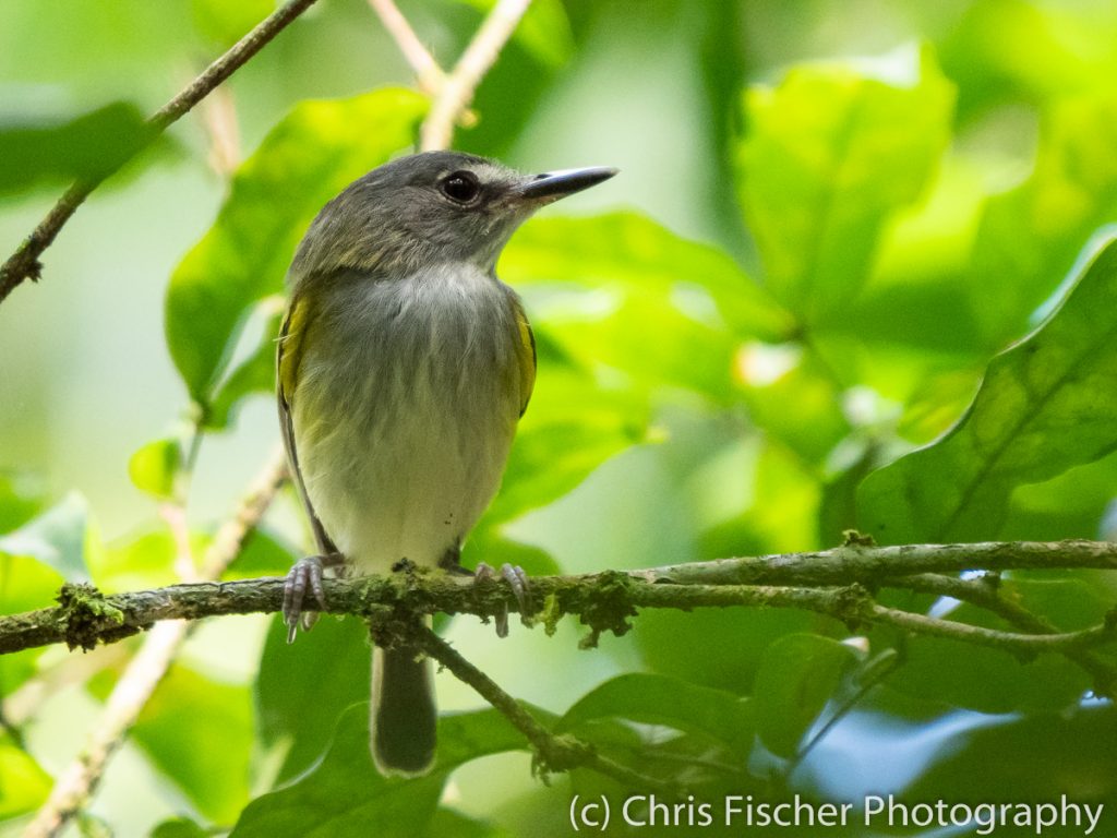 Slate-headed Tody-Flycatcher, Caño Negro Wildlife Refuge, Costa Rica