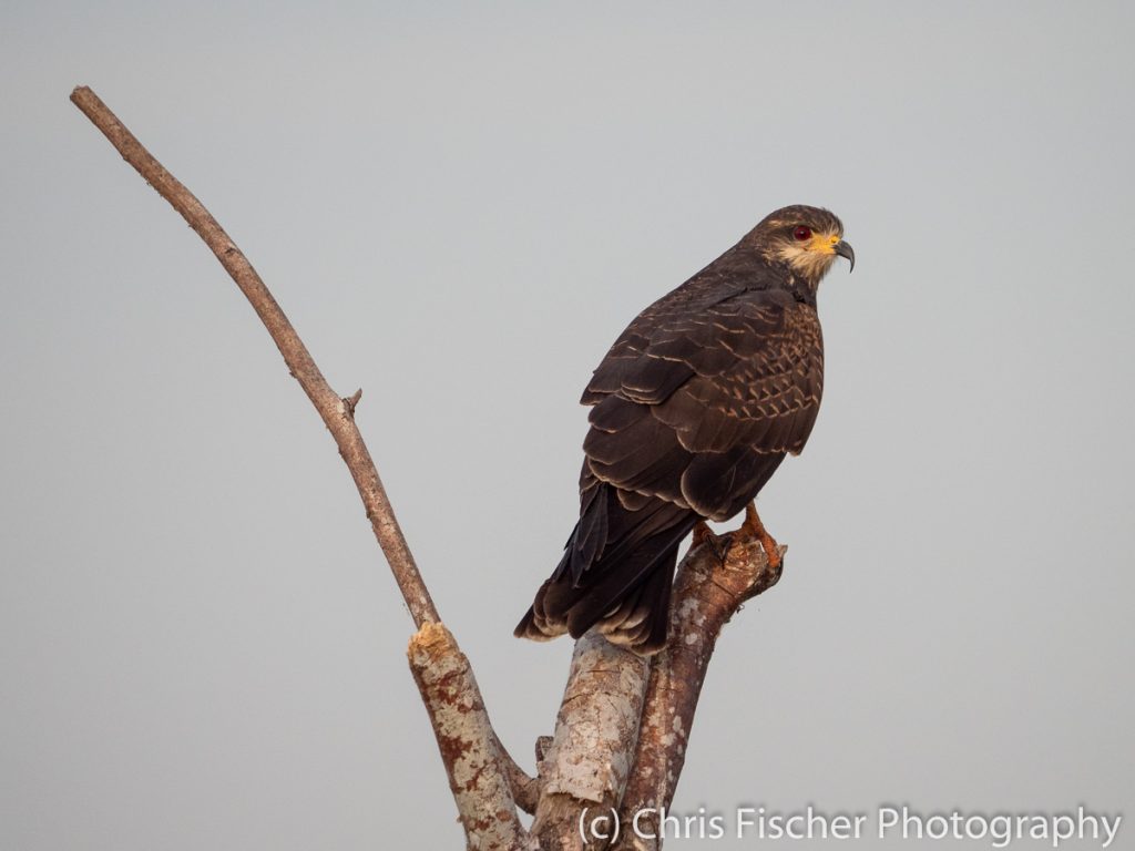 Snail Kite, Medio Queso Wetlands, Los Chiles, Costa Rica