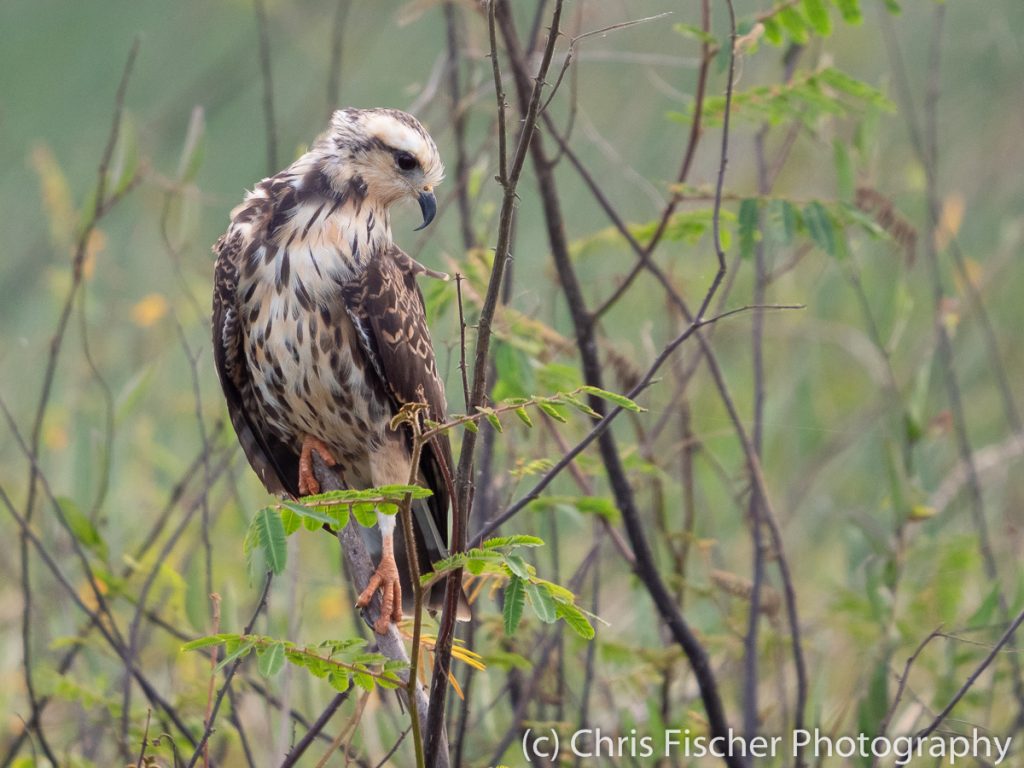 Snail Kite, Medio Queso Wetlands, Los Chiles, Costa Rica