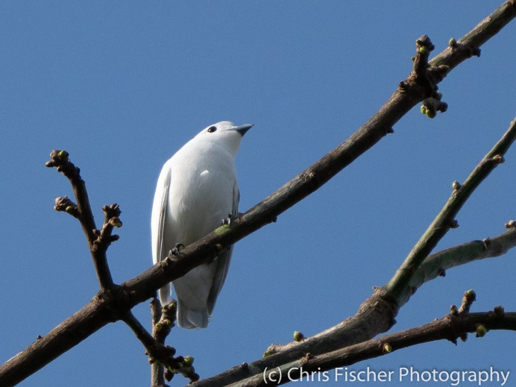 Snowy Cotinga, Posada Rural Oasis, Caño Negro Wildlife Refuge, Costa Rica