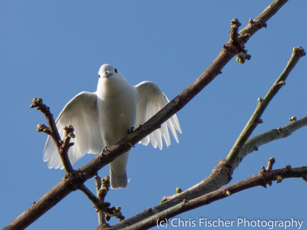 Snowy Cotinga, Posada Rural Oasis, Caño Negro Wildlife Refuge, Costa Rica