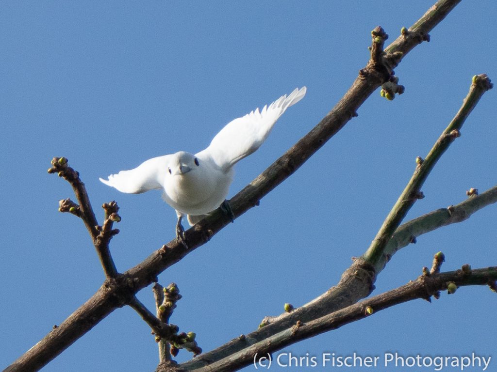 Snowy Cotinga, Posada Rural Oasis, Caño Negro Wildlife Refuge, Costa Rica