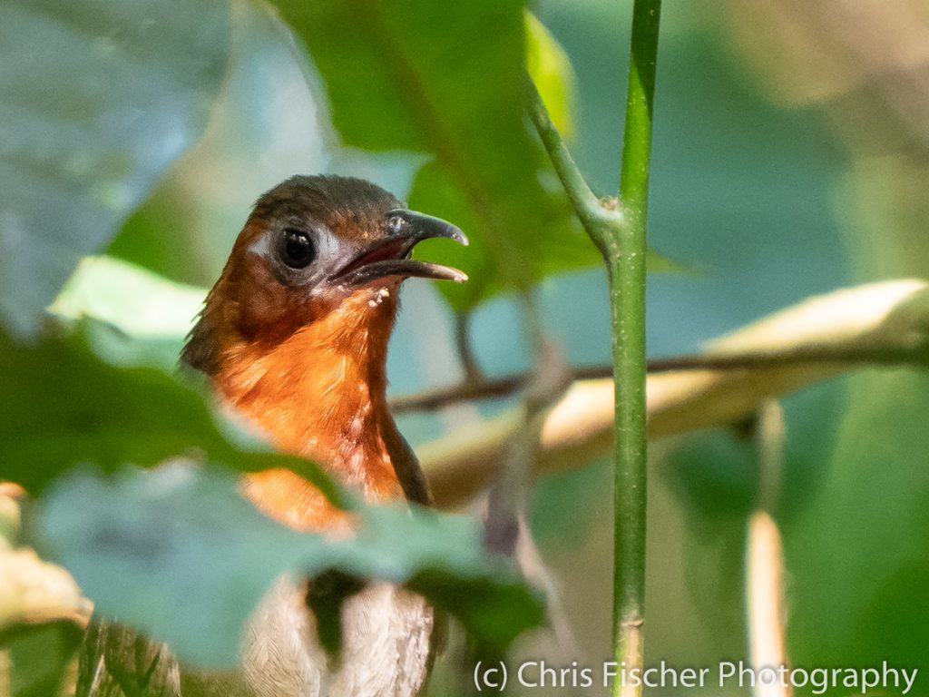 Song Wren, Caño Negro Wildlife Refuge, Costa Rica