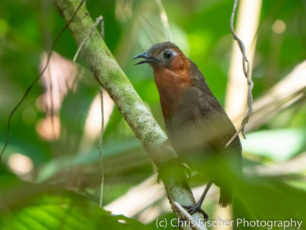 Song Wren, Caño Negro Wildlife Refuge, Costa Rica