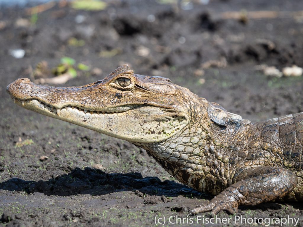 Spectacled Caiman, Caño Negro Wildlife Refuge, Costa Rica