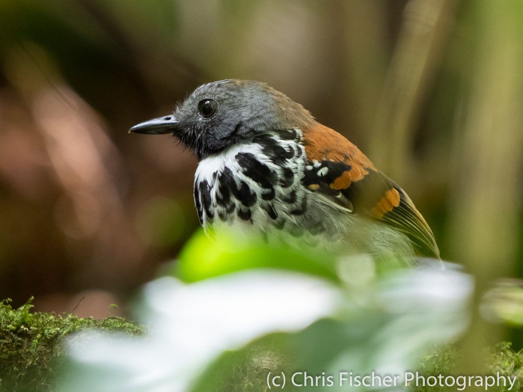 Spotted Antbird, Las Heliconias Rainforest Lodge, Bijagua, Costa Rica