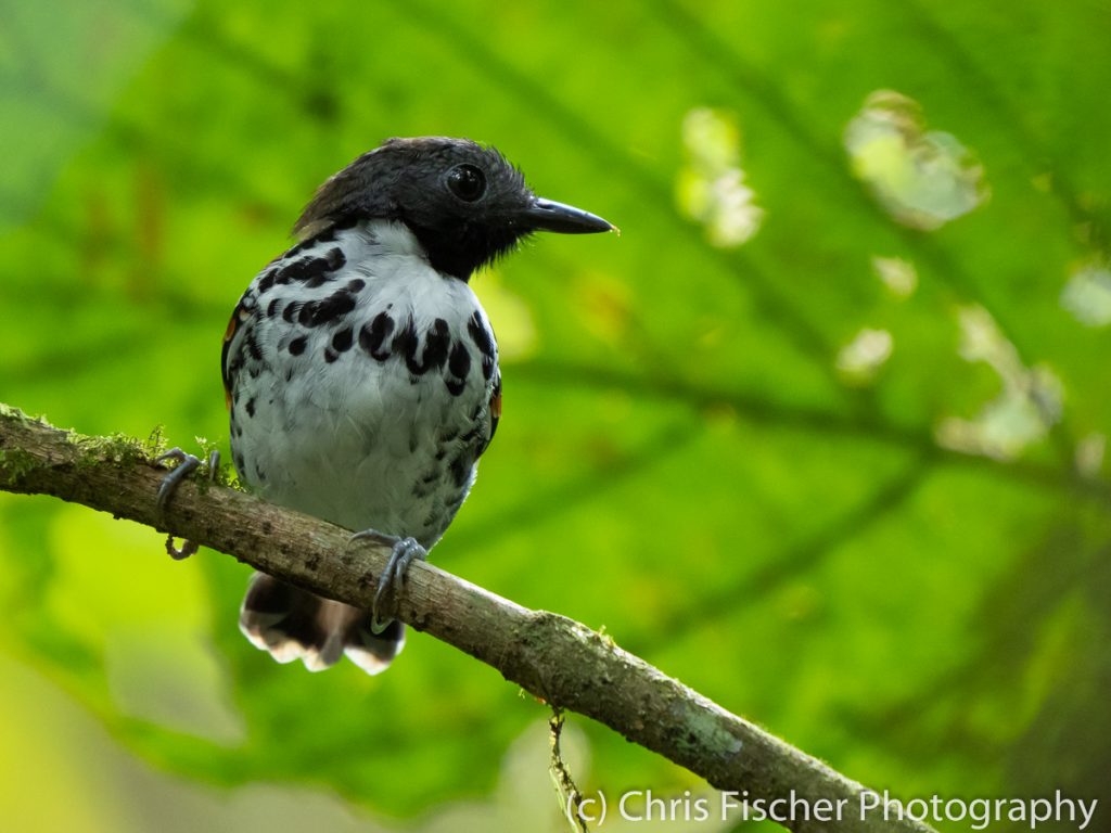 Spotted Antbird, Las Heliconias Rainforest Lodge, Bijagua, Costa Rica