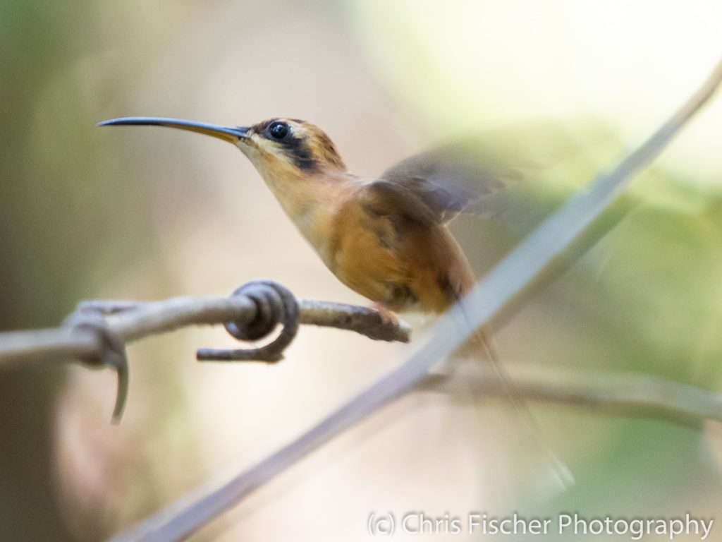 Stripe-throated Hermit, Lomas de Barbudal Reserve, Costa Rica