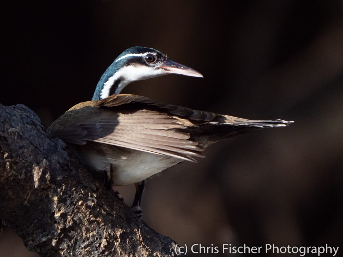 Sungrebe, Caño Negro Wildlife Refuge, Costa Rica