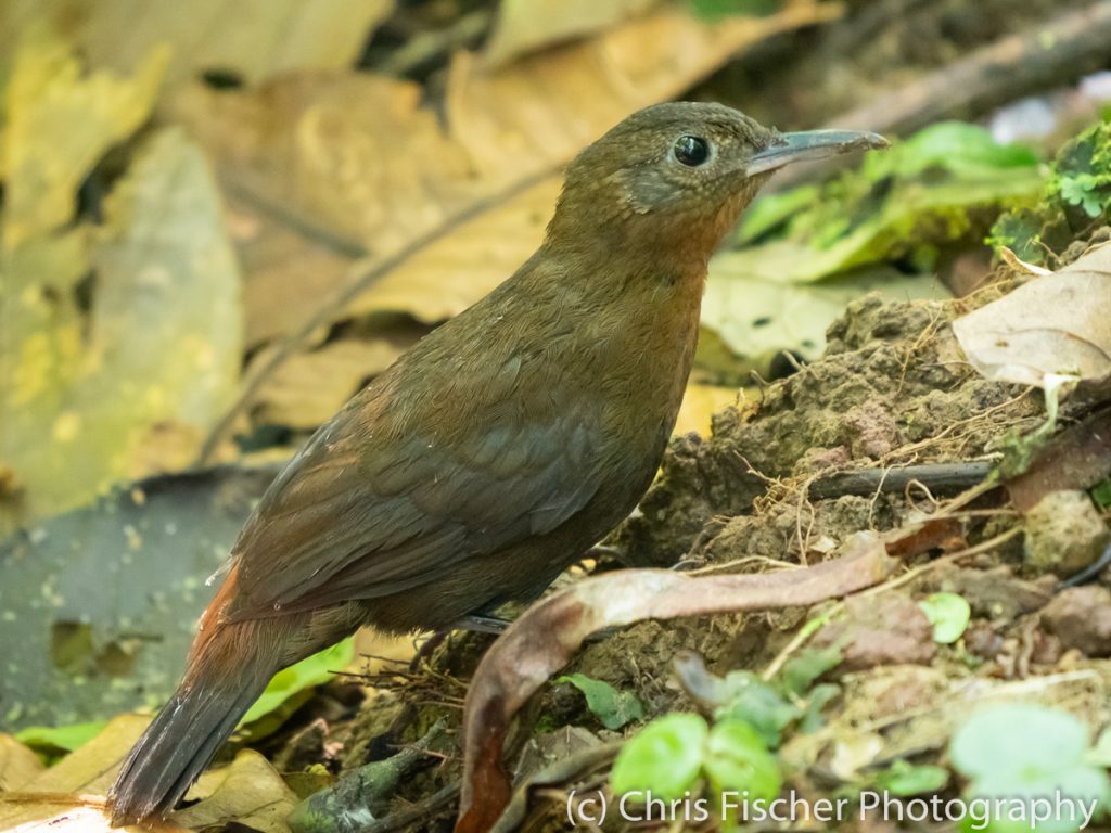 Tawny-throated Leaftosser, Celeste Mountain Lodge, Bijagua, Costa Rica