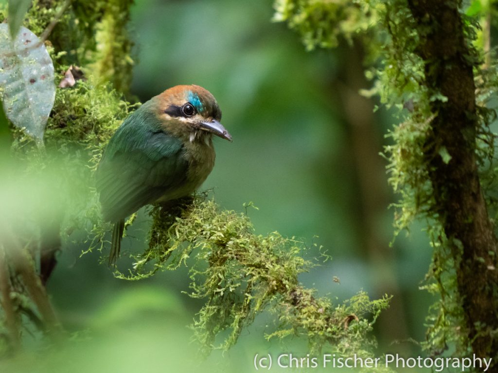 Tody Motmot, Celeste Mountain Lodge, Bijagua, Costa Rica