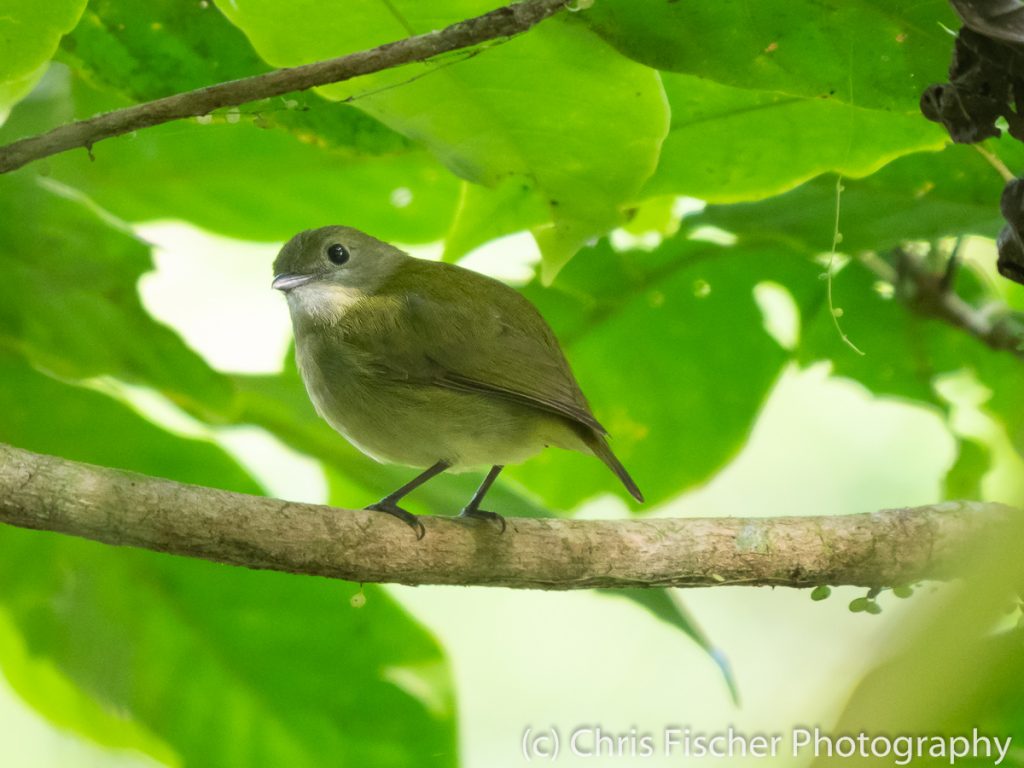 White-ruffed Manakin (female), Celeste Mountain Lodge, Bijagua, Cost Rica