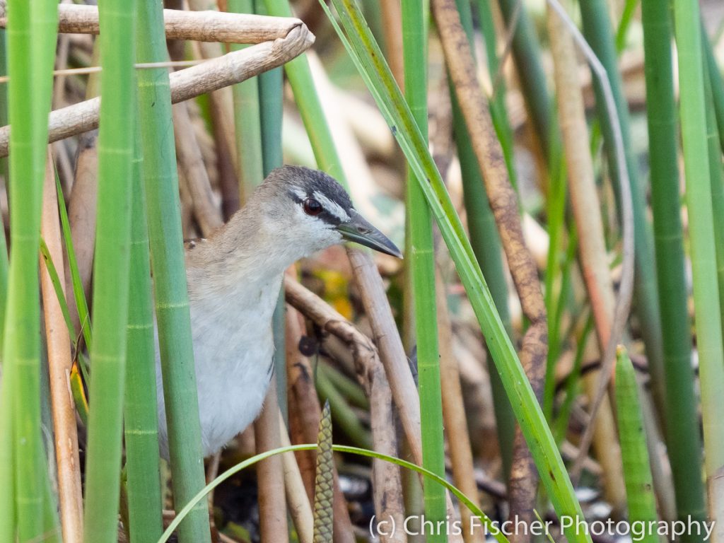 Yellow-breasted Crake, Medio Queso Wetlands, Los Chiles, Costa Rica