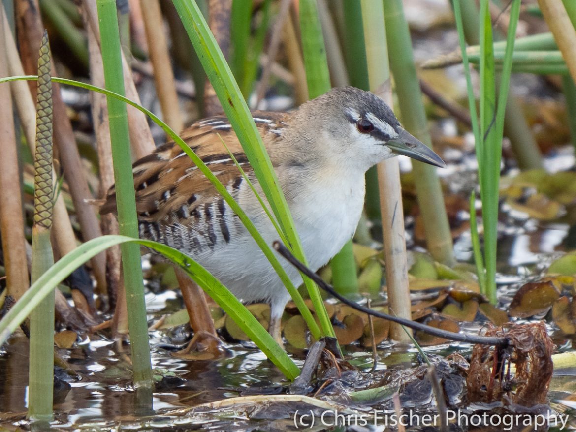 Yellow-breasted Crake, Medio Queso Wetlands, Los Chiles, Costa Rica