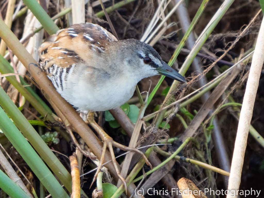 Yellow-breasted Crake, Medio Queso Wetlands, Los Chiles, Costa Rica