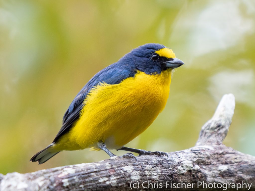 Yellow-throated Euphonia, Caño Negro Wildlife Refuge, Costa Rica