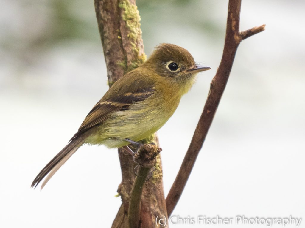 Yellowish Flycatcher, Las Heliconias Rainforest Lodge, Bijagua, Costa Rica