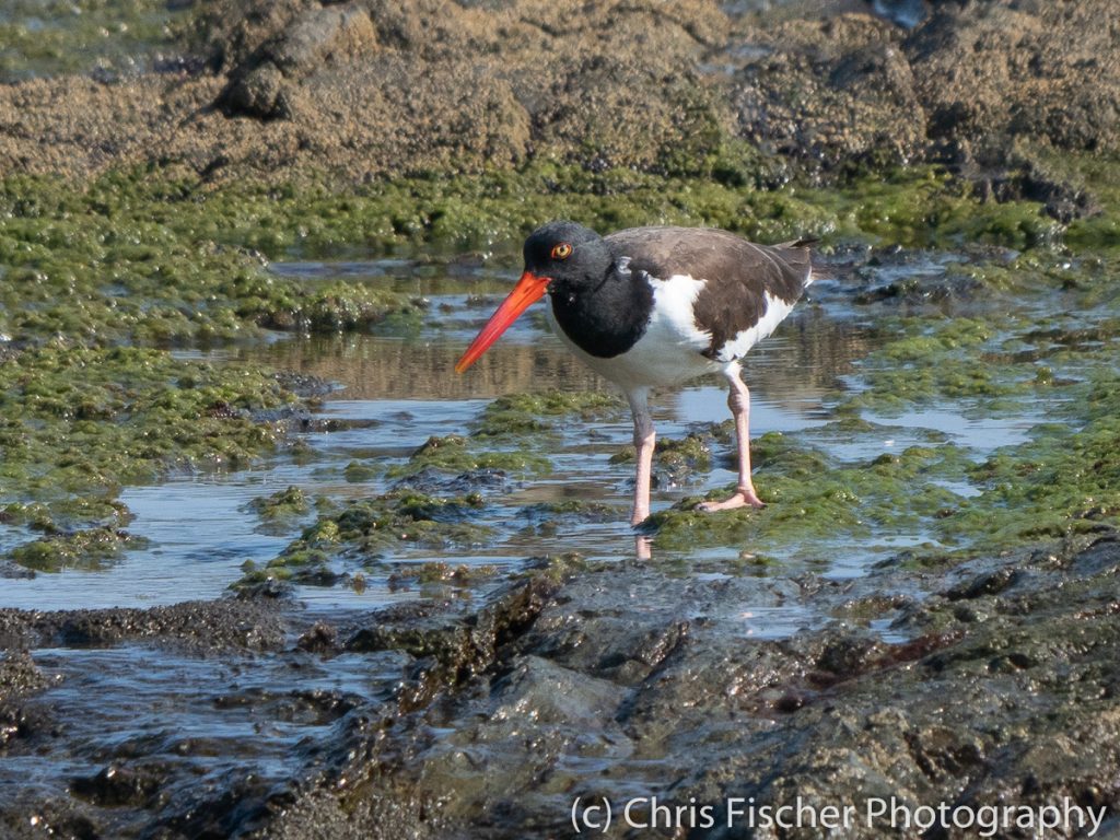 American Oystercatcher, Rocas de Amancio, Dominicalito, Costa Rica