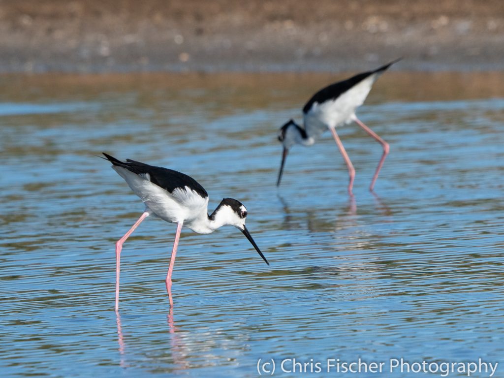 Black-necked Stilt, Punta Morales, Costa Rica