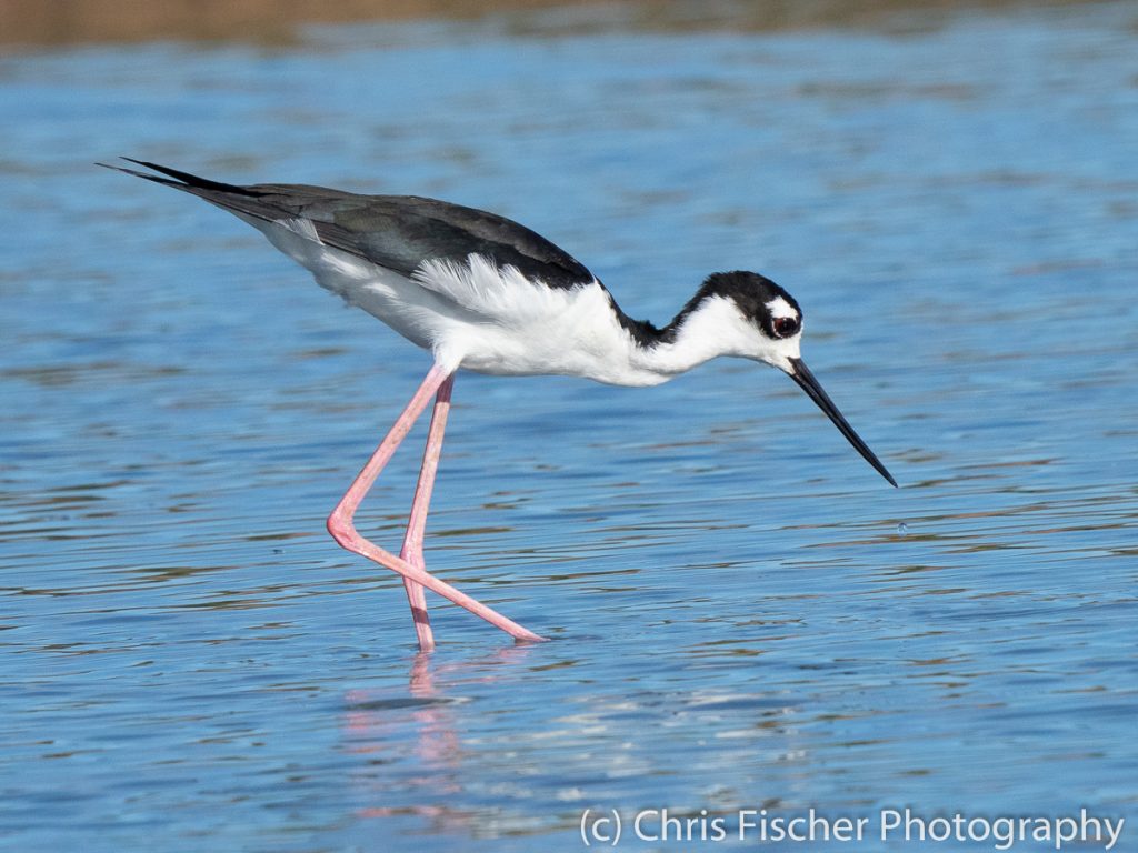 Black-necked Stilt, Punta Morales, Costa Rica