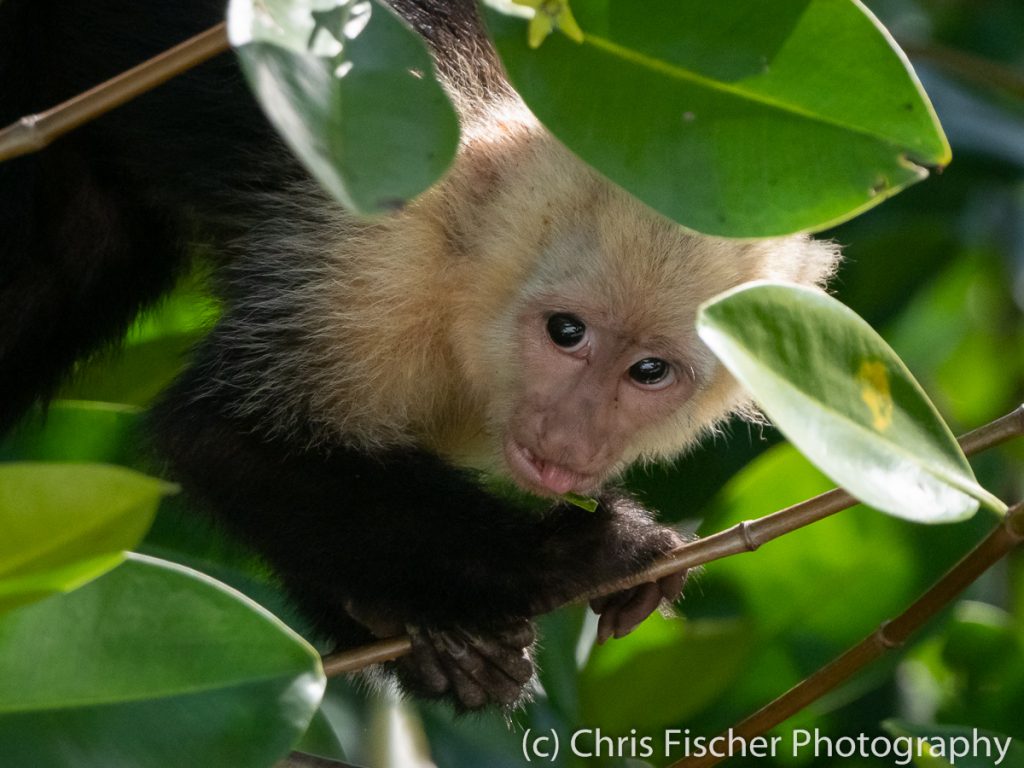 Capuchin Monkey, Damas Island Mangroves (near Quepos), Costa Rica