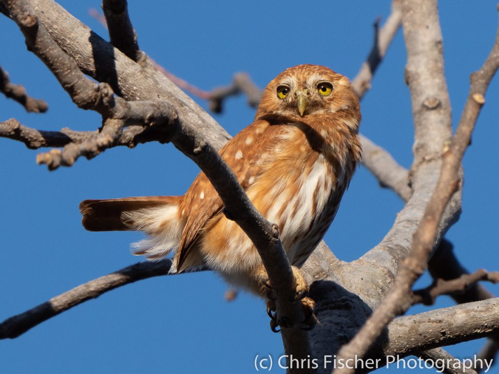 Ferruginous Pygmy-Owl, Punta Morales, Costa Rica