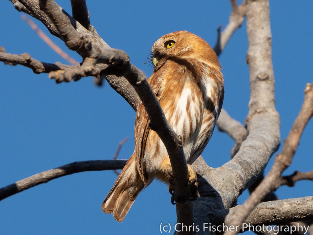 Ferruginous Pygmy-Owl, Punta Morales, Costa Rica