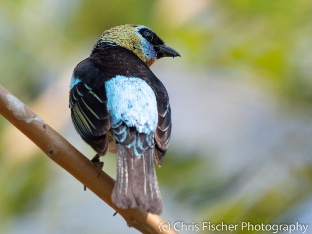 Golden-hooded Tanager, Quizarrá, Costa Rica