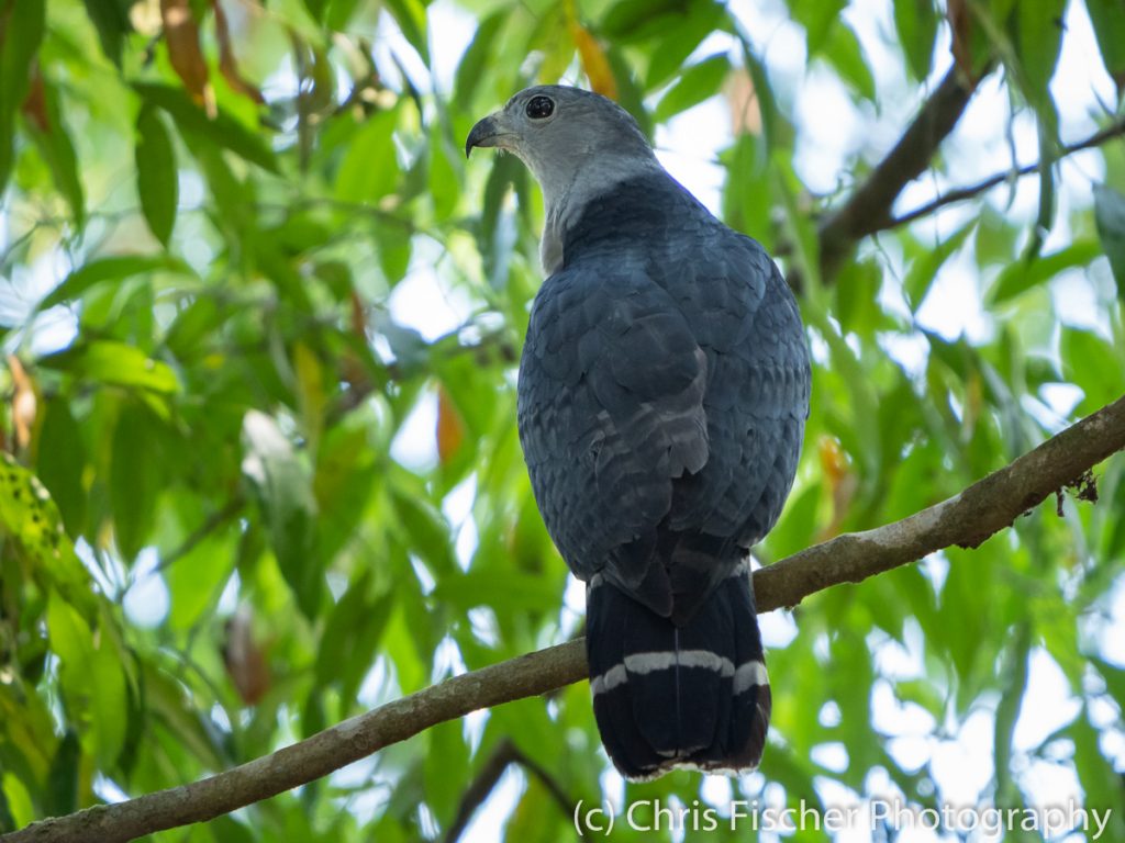 Gray-headed Kite, Baru National Wildlife Refuge, Costa Rica