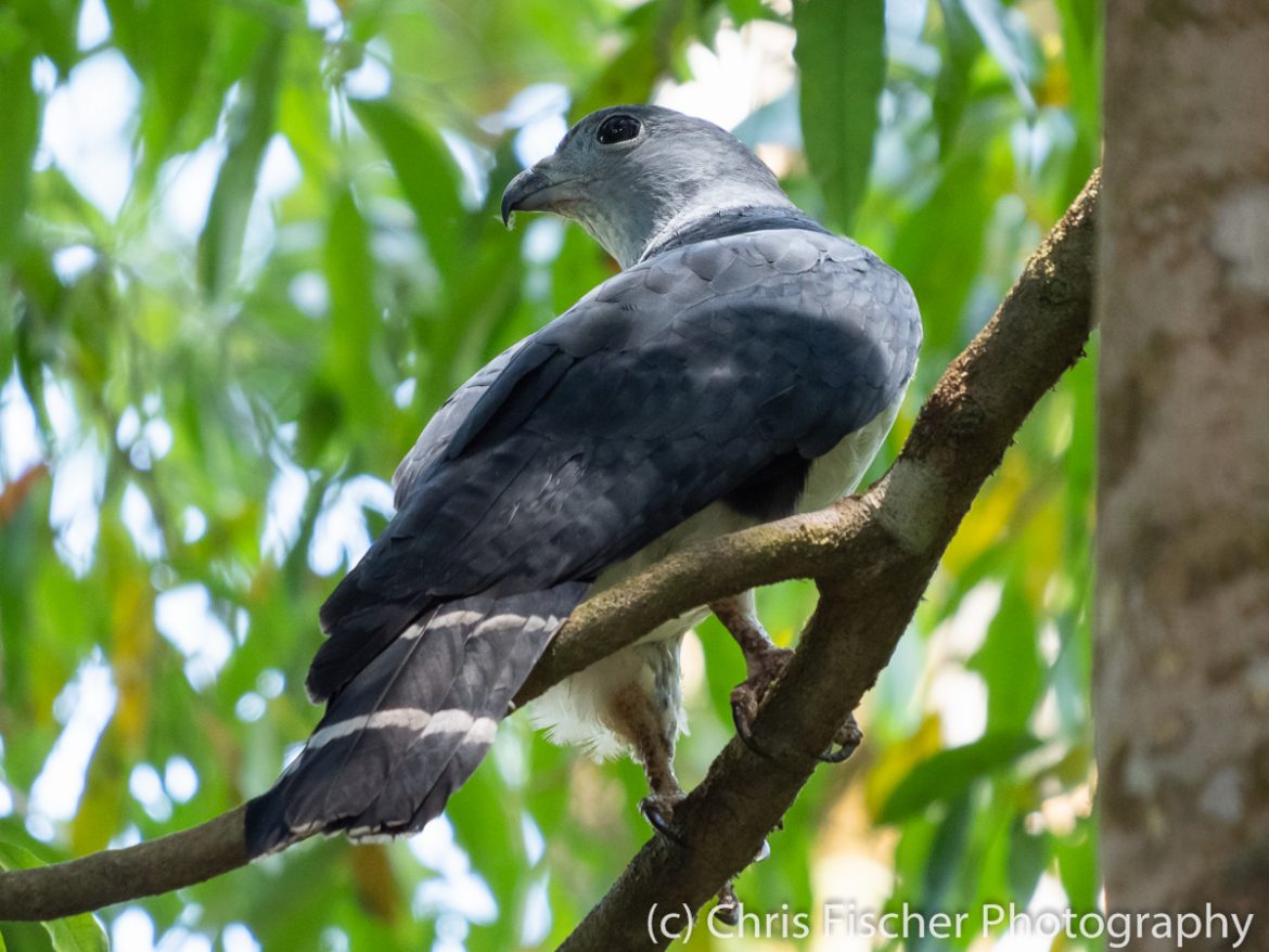Gray-headed Kite, Baru National Wildlife Refuge Gray-headed Kite, Baru National Wildlife Refuge, Costa Rica