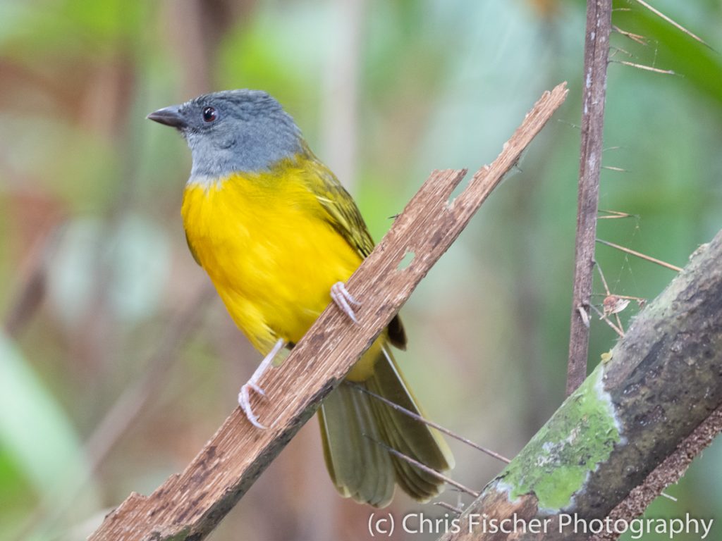 Gray-headed Tanager, Baru National Wildlife Refuge, Costa Rica