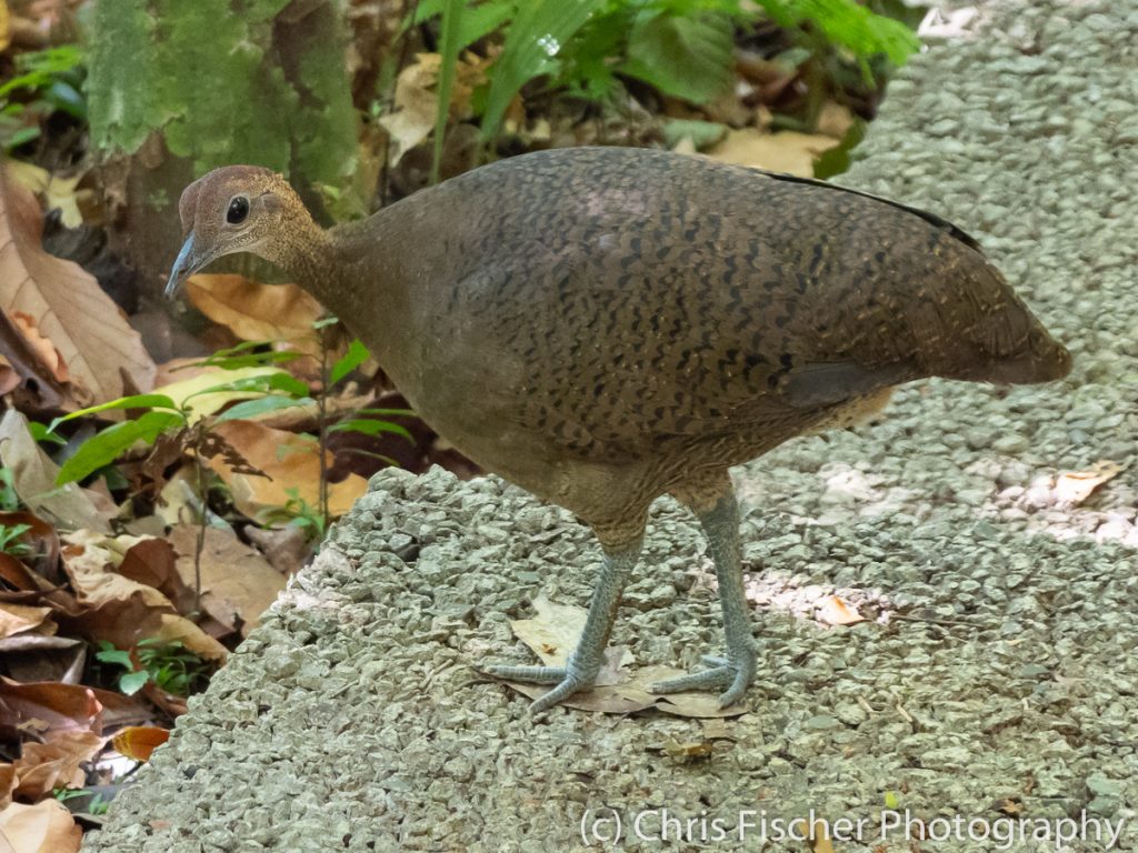 Great Tinamou, Manuel Antonio National Park, Costa Rica