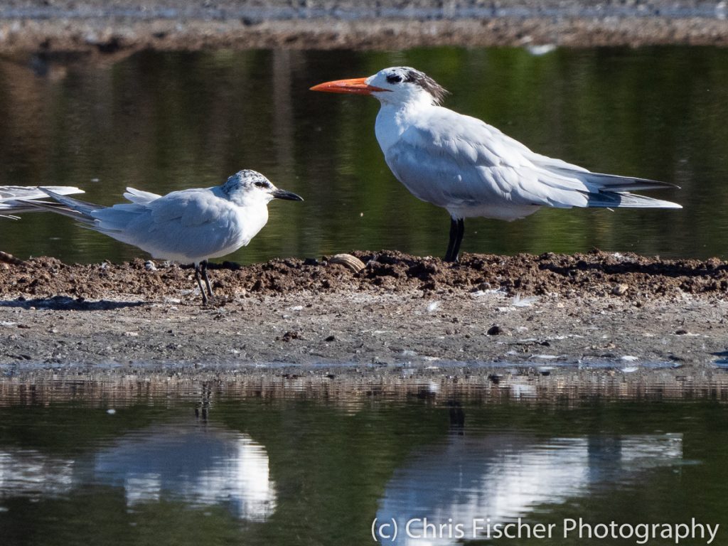 Gull-billed Tern (with Royal Tern), Punta Morales, Costa Rica