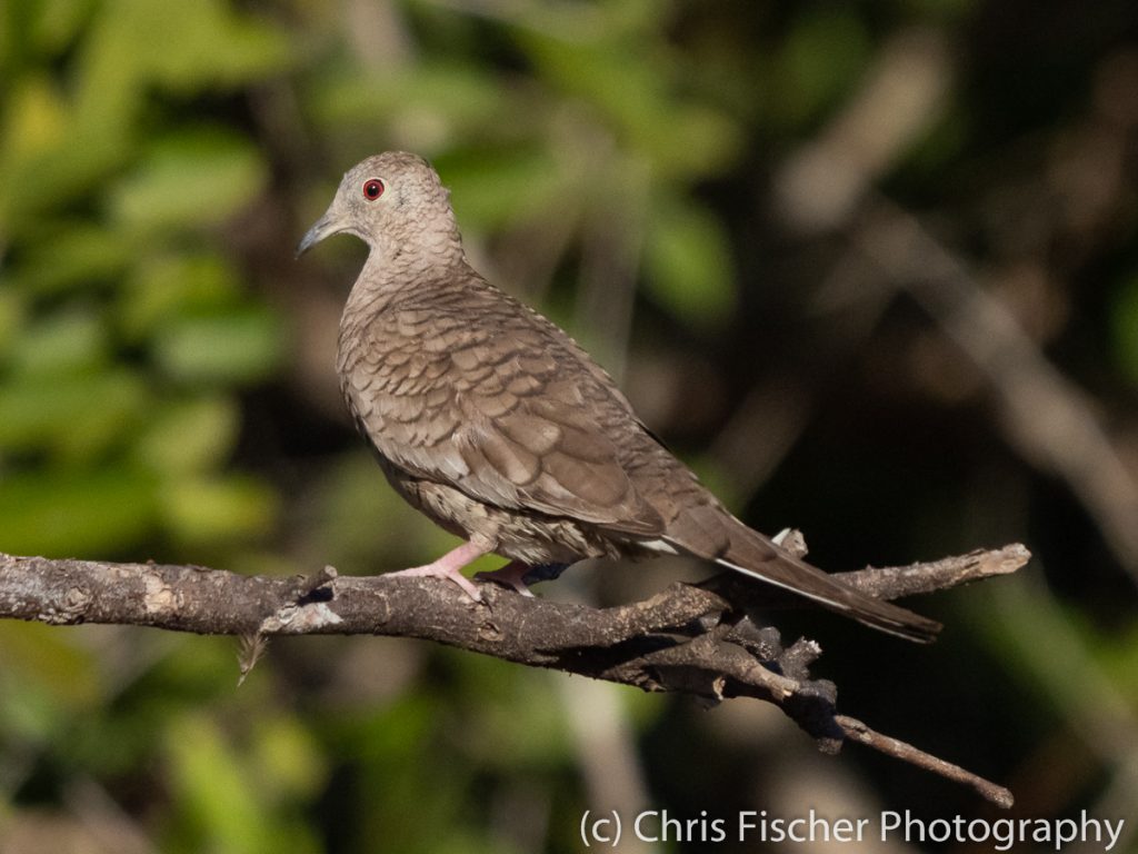 Inca Dove, Punta Morales, Costa Rica