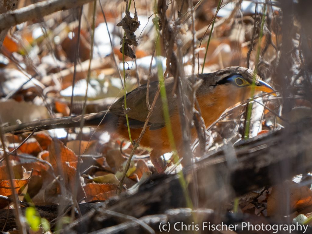 Lesser Ground-Cuckoo, Punta Morales, Costa Rica