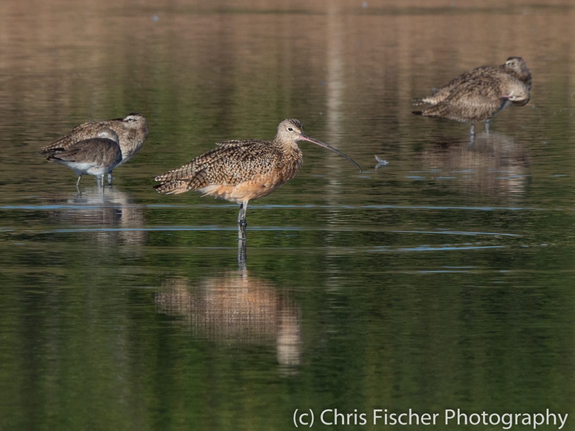 Long-billed Curlew, Punta Morales, Costa Rica