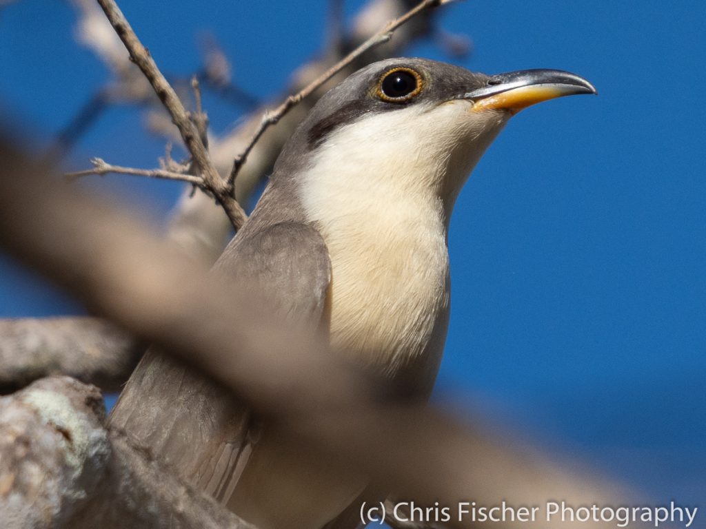 Mangrove Cuckoo, Punta Morales, Costa Rica