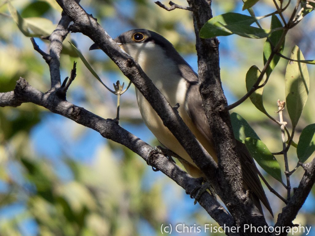 Mangrove Cuckoo, Punta Morales, Costa Rica