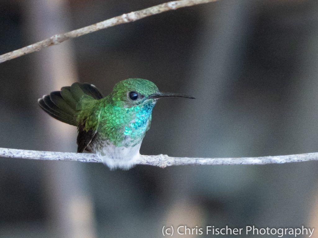 Mangrove Hummingbird, Punta Morales, Costa Rica