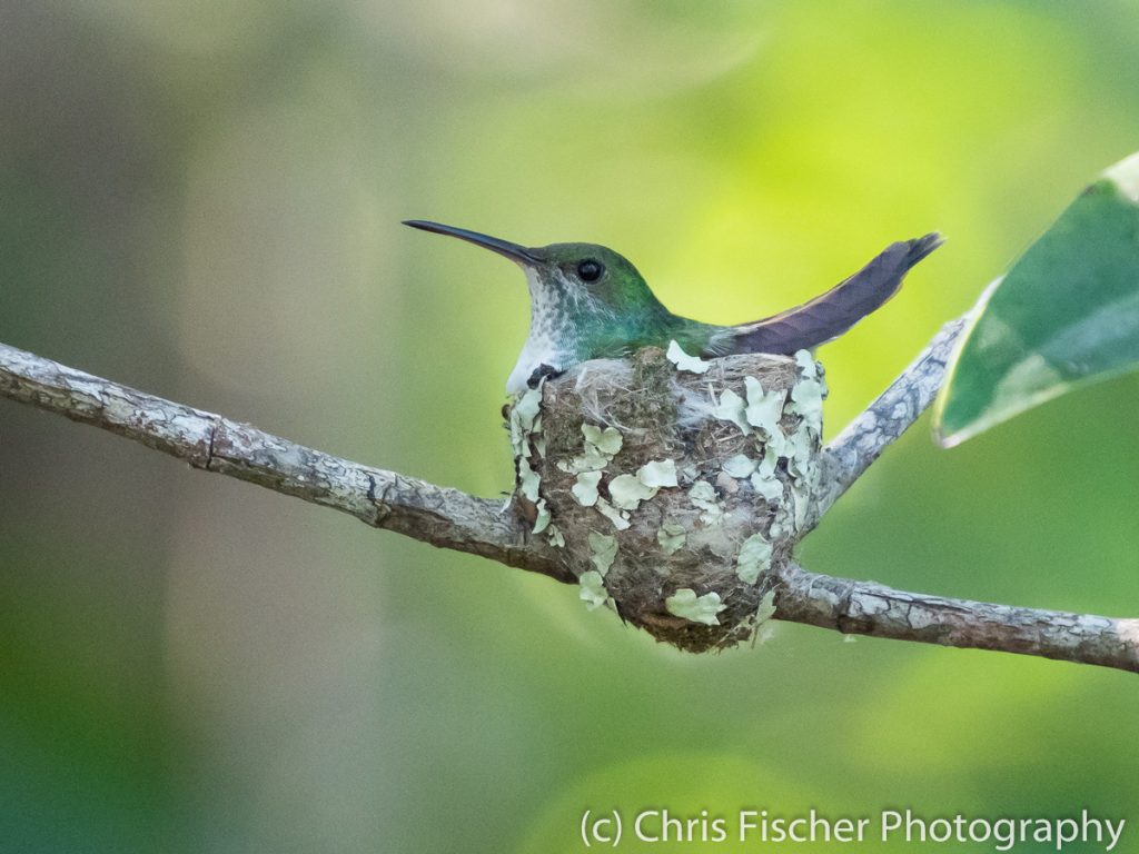 Mangrove Hummingbird, Damas Island Mangroves (near Quepos), Costa Rica