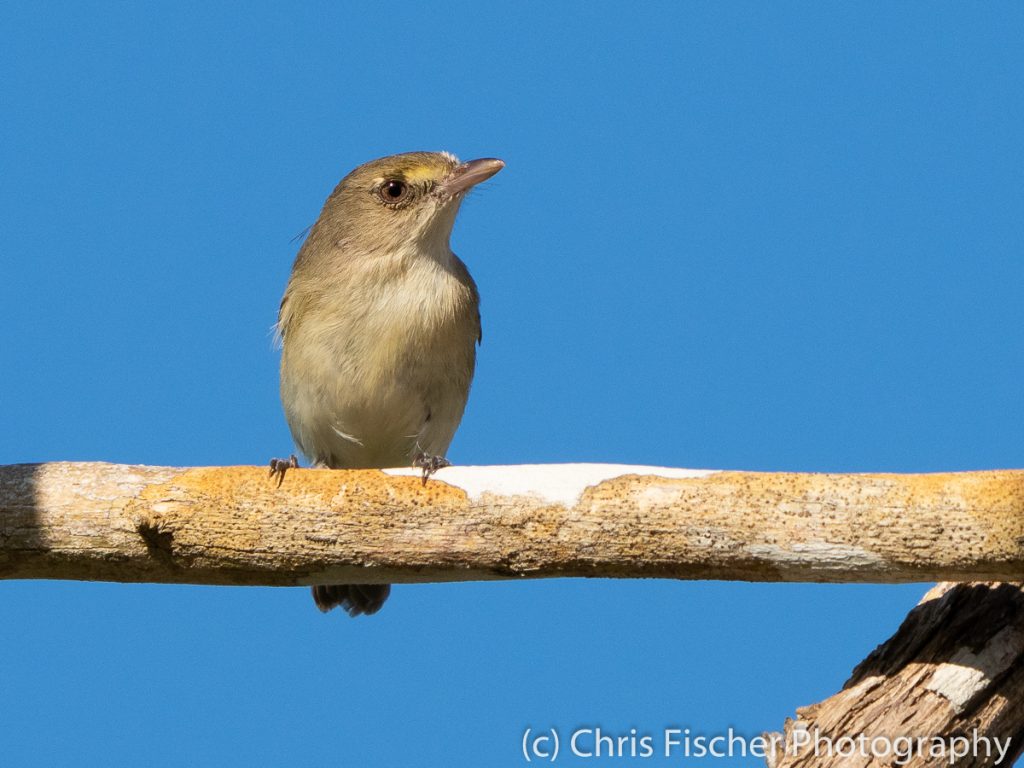 Mangrove Vireo, Punta Morales, Costa Rica