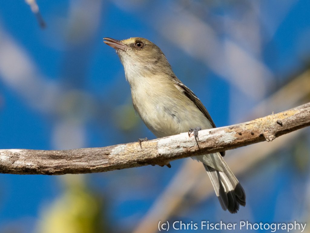 Mangrove Vireo, Punta Morales, Costa Rica