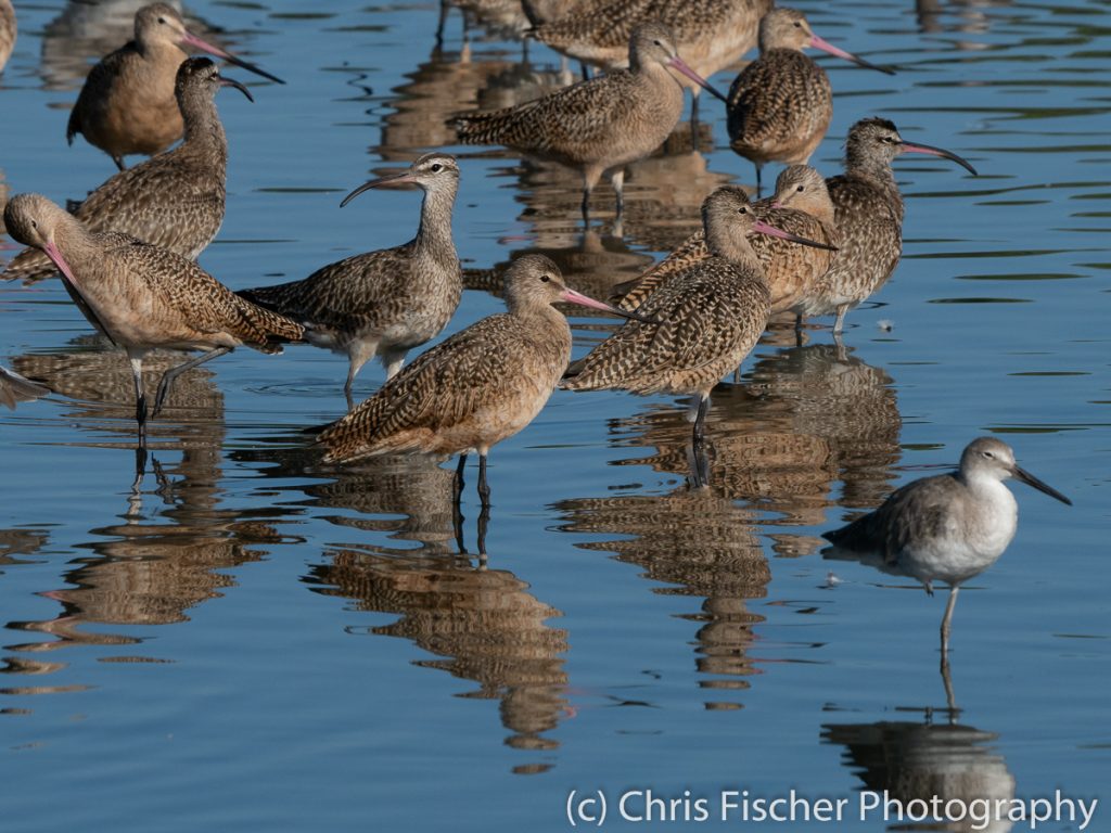 Marbled Godwit (with Whimbrel & Willet), Punta Morales, Costa Rica