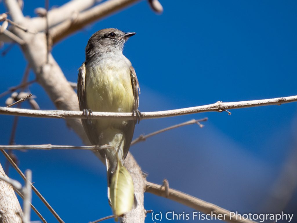 Northern Scrub-Flycatcher, Punta Morales, Costa Rica