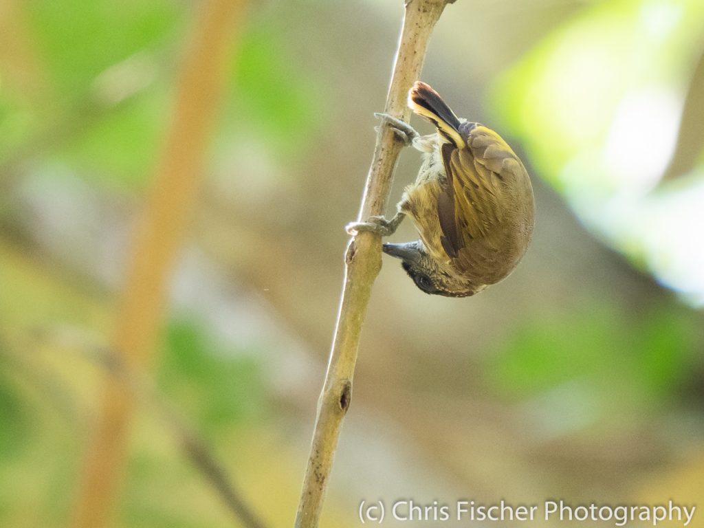 Olivaceous Piculet, Baru National Wildlife Refuge, Costa Rica