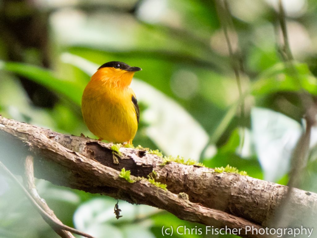 Orange-collared Manakin, Quizarrá, Costa Rica