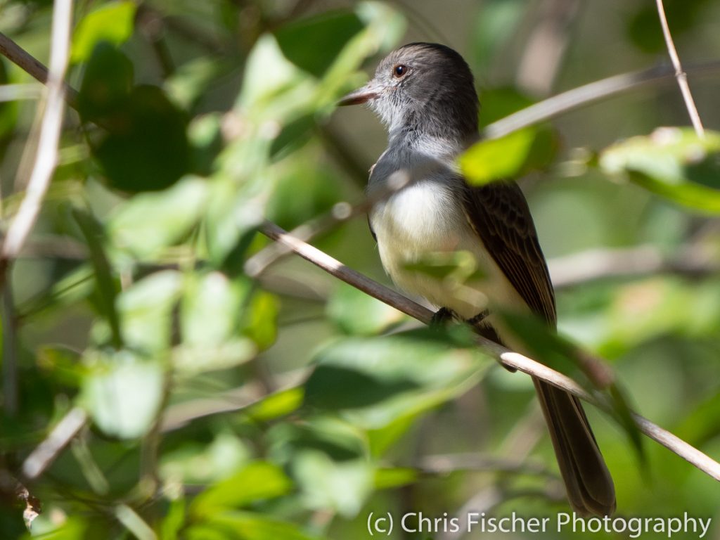 Panama Flycatcher, Punta Morales, Costa Rica