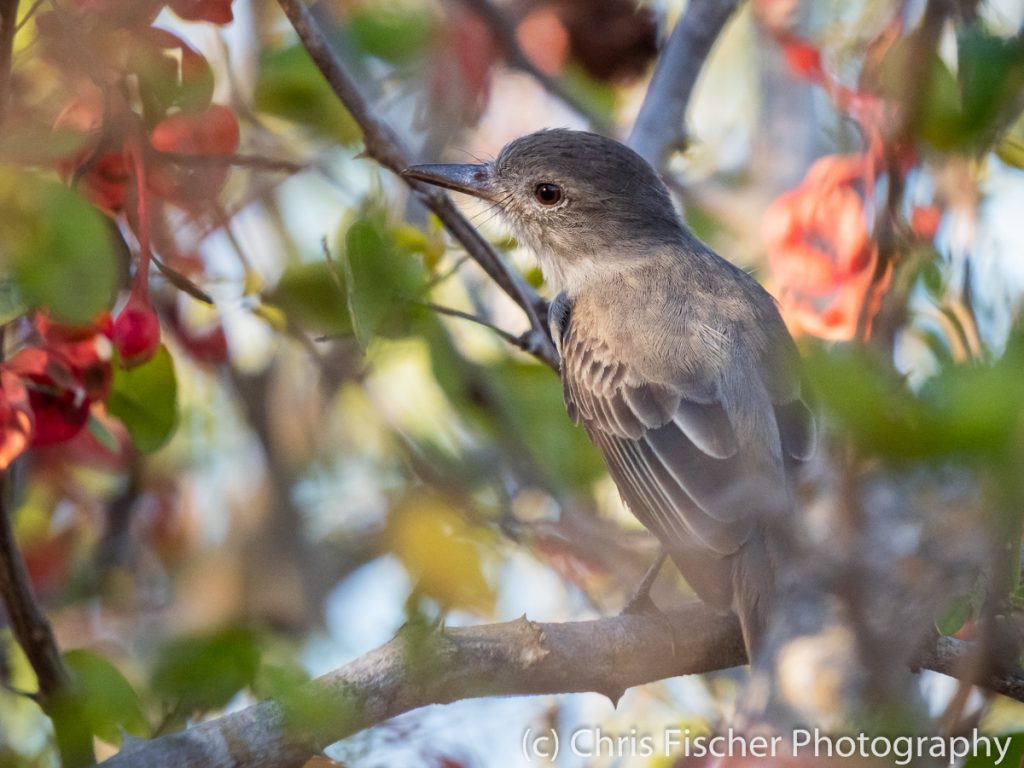 Panama Flycatcher, Punta Morales, Costa Rica